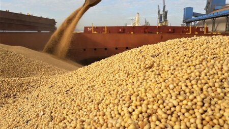 Loading Soya Beans in Brazil - Practical Guidance