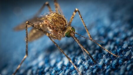 Crew Health Advice: Dengue Fever