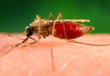 Crew Health Advice: Preventing and reducing malaria transmission