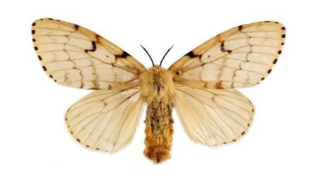 Asian Gypsy Moth: New regulation in Argentina