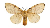 Flighted Spongy Moth Complex (FSMC) 