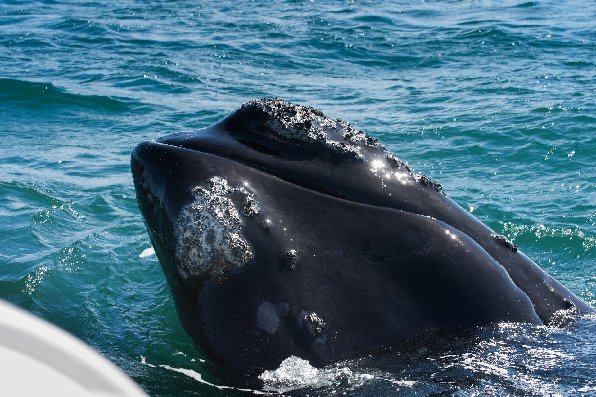 Canada: Gulf of St. Lawrence Speed Restrictions to protect North Atlantic Right Whales