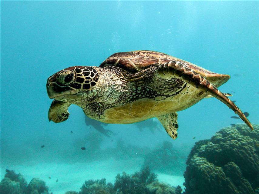 Sea turtle 1